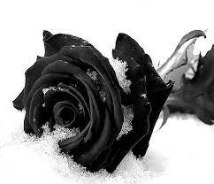 Rosa nera banner translated to english: Rosa Nera Community Facebook