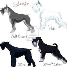 Black And White Miniature Schnauzer Schnauzer Colors White Black Salt And Pepper Black Silver Schnauzer Breed Schnauzer Puppy Schnauzer Grooming