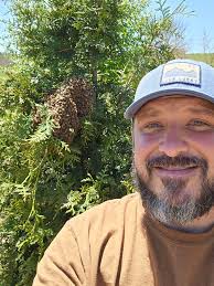 Sometimes swarms have multiple queens!! Look around and closely!!  #natureisawesome #homesteading #apiary #enchantedforestfarms #beekeeperlife  #farmlife #savethebees #honeybee #beekeeper #smallfarmlife  #backyardbeekeeper #homestead