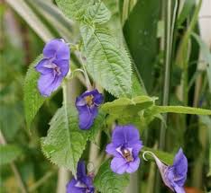 Image result for Impatiens irvingii