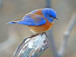 Black And White Bird With Orange Head Small Bird With White Head And Blue Body Bluebird Birds Of Blue Bird Pet Bird Cage Bird