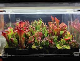 Fluorescent Indoor Plant Lighting Icps
