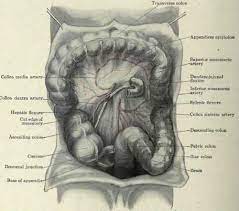 A pain felt on the lower left side of abdomen indicates that the bowel is affected. Lump In Lower Left Abdomen Male 4 Lump In Lower Left Abdomen Male Lower Abdomen Image Abdomen