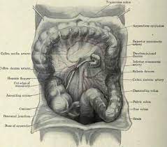 Aside from the pain usually felt on the lower left side of the abdomen. Anatomy Lower Left Abdomen Anatomy Drawing Diagram