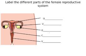 (redirected from human sexual anatomy). Male Female Reproductive System Diagram Label Worksheets Differentiated Teaching Resources