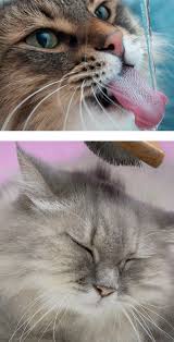 Vaseline or petroleum jelly can be administered to cats with hairballs, as the vaseline will facilitate the elimination of the hairball. Hairball Management For Cats Mud Bay