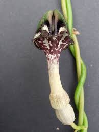 Image result for Ceropegia nilotica