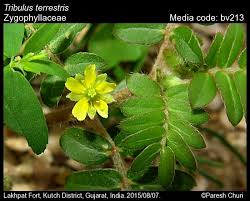 Image result for Zygophyllaceae