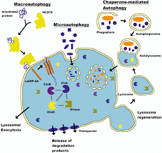 Can a cell survive without lysosomes. Frontiers Current Evidence For A Bidirectional Loop Between The Lysosome And Alpha Synuclein Proteoforms Cell And Developmental Biology