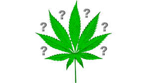 If so, be prepared to surprise yourself further with our literature trivia questions and answers in relation to books, poems, and authors. How Much Do You Know About Marijuana Las Vegas Releaf