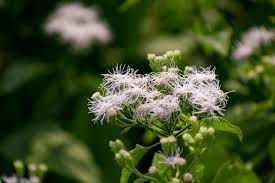 Image result for Alectra pubescens