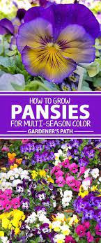 Mums Aster And Heather Are Flowering Staples In Your Late Fall Or Early Spring Garden But Winter Pansi Winter Pansies Fall Garden Vegetables Pansies Flowers