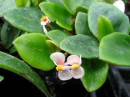 Image result for Begonia elaeagnifolia