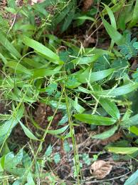Image result for Setaria homonyma