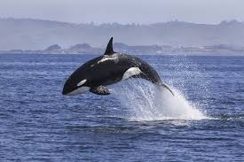 Interestingly, it is a bit of a fuzzy definition, as many species can be defined as endemic. What S The Difference Between Native And Endemic Species