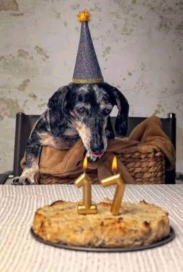 Would you wish a happy birthday to an ugly, injured dog?