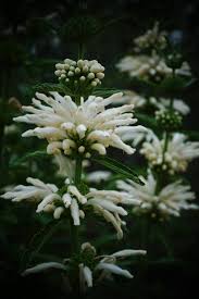 Image result for Leonotis decadonta