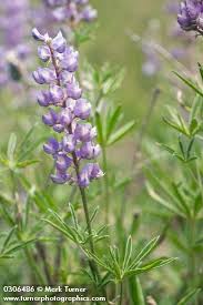 Image result for Lupinus