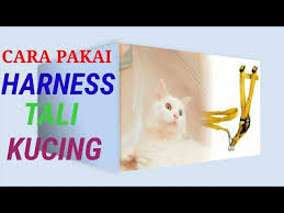 Apr 18, 2019 · itulah yang dapat kami bagikan mengenai cara menghilangkan tulisan page 1 di excel. Cara Memasang Tali Kucing Cara Memasang Harness Pada Kucing Youtube