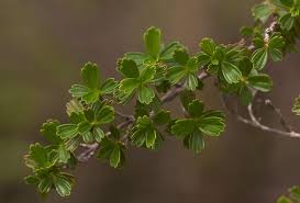 Image result for Myrothamnus flabellifolius