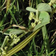 Image result for Cissampelos mucronata