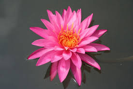 Wanvisa is sure to be a pleasing lily for any water garden enthusiast. Pink Hardy Water Lily Mayla