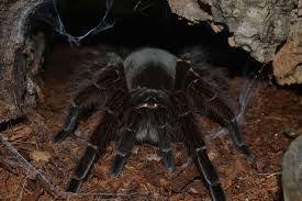 Resultat De Recherche D Images Pour Photo De La Plus Grosse Araignee Du Monde Grosse Araignee Araignee Mygale