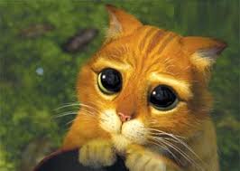 Chat Botte Yeux Recherche Google Chat Potte Shrek Animales