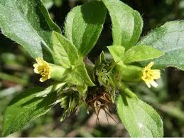 Image result for Synedrella nodiflora
