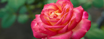 We did not find results for: Growing Roses Earlswood Garden Centre Cafe Guernsey