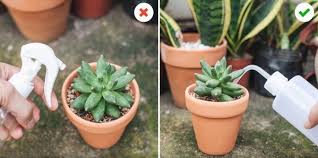 Small container = water more often low humidity = water more often warm month = water more often high sun exposure = water more often. Watering Tips Dos Don Ts For Beautiful Succulents Succulents Box