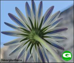 Image result for Dimorphotheca