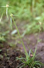 Image result for Lipocarpha kernii