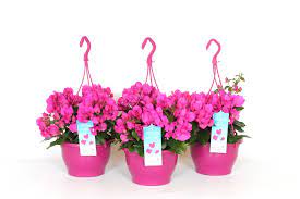 Lenta snur si decoratie din dantela (69). Floarea De Hartie Bougainvillea De Vanzare La Pret Avantajos