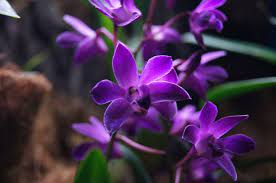 Dendrobium Berry Oda Orchids Berries Flower Images