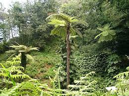 Image result for Cyatheaceae