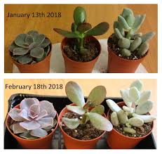 Grow lights play an extremely important role in growing succulents indoor. Uk Succulent Progress Of 1 Month Under A Cheap Amazon Grow Light Succulents