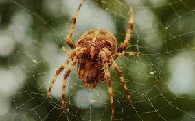 With customized services created by highly trained pest management technicians, you can expect the best pest protection. Blog Philadelphia Bed Bug Exterminator Prodigy Pest Solutions
