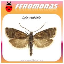 Image result for Cydia strobilella