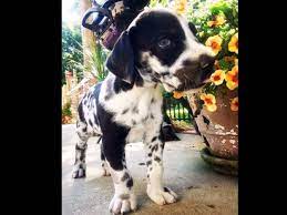 Great dane adoption is our passion! Great Dane Puppies Hickory Nc
