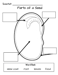 Diagram of seed structure : Diagram Based Simple Lima Bean Diagram To Label Parts Of A Plant Worksheets