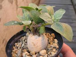 Image result for Harpagophytum procumbens