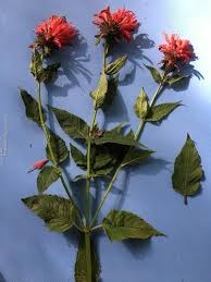 Image result for Monarda didyma