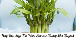 Jeden tag werden tausende neue, hochwertige bilder hinzugefügt. Did You Know Lucky Bamboo Plant Attracts Money Like Magnet