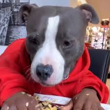 You will definitely choose from a huge number of pictures that option that will suit you exactly! Jason Derulo S Dog Can T Get Enough Of His Breakfast