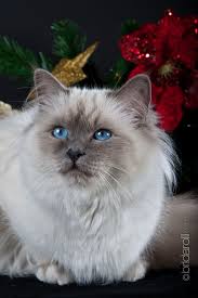 Toffee Della Nuvola Bianca Birman Blue Point Chat Sacre De Birmanie Beaux Chats Sacre De Birmanie
