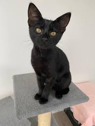 Korošec slovene originally indicated a person from koroška (carinthia), a medieval slovene state, now divided between slovenia and austria. Pet Kiwi We Wanna Know What S The Craziest Cat Name You Ve Ever Heard Cats With Surnames Definitely Deserve The Top Spot Of The Cat Tower Kitten Featured Is Up