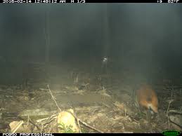 Australien ist ein junges land. Neue Eierlegende Saugetierart In Australien Entdeckt