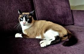 They're also known as the most vocal housecat. Facts About Snowshoe Siamese Cats Lovetoknow
