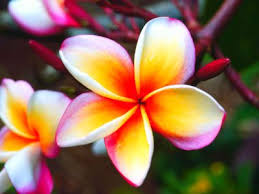 White tropical frangipani flower in the jungle foliage. Pin On Flowers Nature